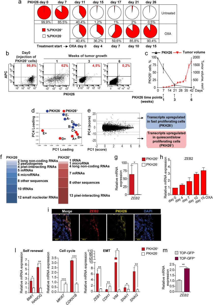 Fig. 1 Untreated tumors contain chemotherapy-resistant quiescent cells with an EMT/stemness phenotype and increased ZEB2 levels