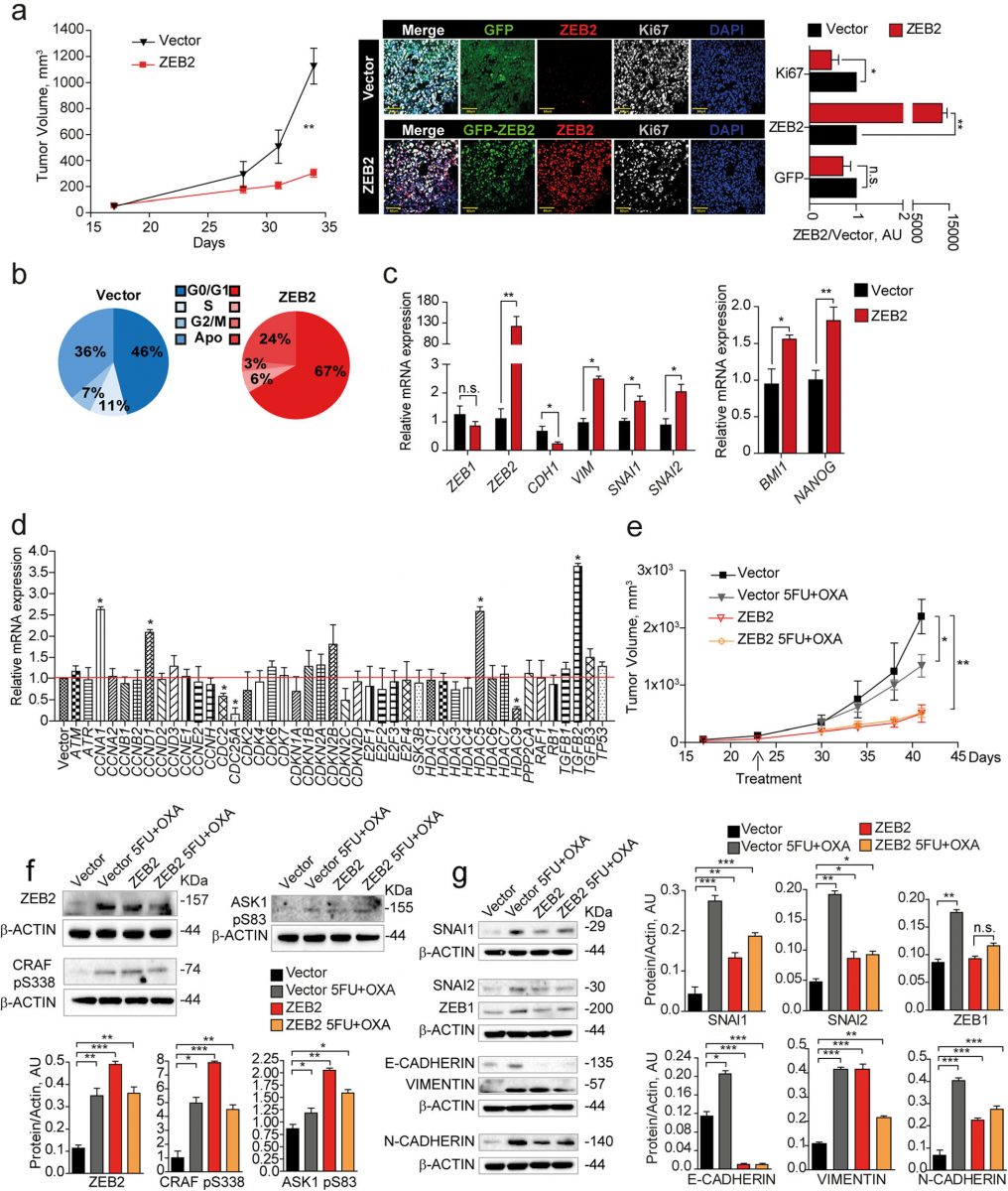 Fig. 4 ZEB2 induces a transition towards a quiescent/slow cycling and mesechymal-like state in CRC xenografts